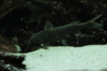 Synodontis ruandae