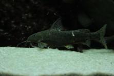 Synodontis ruandae