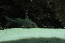 Synodontis cf. zanzibaricus