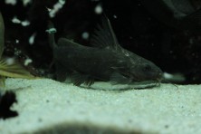 Synodontis cf. zanzibaricus