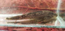 Ancistrus sp. The fisherman with me called this Ancistrus `green spot`