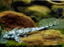 Spatuloricaria sp. &quot;Black &amp; White Peru&quot;