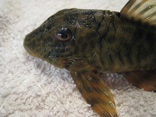 720l 047.JPG