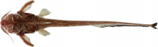 Figura 2 - Exemplar de Aspredo aspredo capturado no Parque Nacional do Cabo Orange,<br />Amapá, Brasil