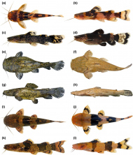 FIGURE 1: Representatives of genera of Pseudopimelodidae: Microglanis (a, b); Batrochoglanis (c, d); Cephalosilurus (e, g); Lophiosilurus (f, h); Pseudopimelodus (i, k); and Rhyacoglanis (j, l)