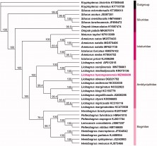 Figure 1. The molecular phylogenetic position of Liobagrus hyeongsanensis. The maximum likelihood tree was constructed with GTR + I+G based on 13 PCG sequences 36 Siluriformes species, including L. hyeongsanensis (MZ066608). Bootstrap support values are indicated on each node as &gt;70.