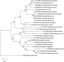 Figure 1. Neighbour-Joining phylogenetic tree of the P. schultzi and other species based on the cytochrome c oxidase subunit I (COI) gene. Numbers on nodes indicate bootstrap support value, based on 1000 replicates.