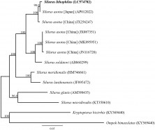 Figure 1. Phylogenetic relationships (maximum likelihood) of the catfish (Siluridae) based on the nucleotide sequences of the 13 protein-coding genes of the mitochondrial genome. The numbers at the nodes indicate the bootstrap support inferred from 1000 bootstrap replicates. Alphanumeric terms indicate the DNA Database of Japan accession numbers.