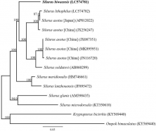 Phylogenetic relationships (maximum likelihood) of the Siluridae based on the nucleotide sequences of the 13 protein-coding genes of the mitochondrial genome. Sequences from Kryptopterus bicirrhis and Ompok bimaculatus were used as an outgroups. These sequences were separated by codon positions, and for each partition, the optimal models of sequence evolution were used in the maximum likelihood method using MEGA X, based on the corrected Akaike information criterion. The numbers at the nodes indicate the bootstrap support inferred from 1000 bootstrap replicates. Alphanumeric terms indicate the DNA Database of Japan accession numbers.