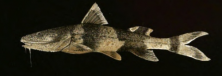 Rhyacoglanis variolosus.png