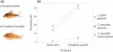 TE library type influences TE abundance. (a) the two Corydoras species used in this study (i) Corydoras fulleri and (ii) Corydoras maculifer. (b) Estimated TE abundance is given as percentage of total genome/transcriptome size for the C. fulleri genome and the C. maculifer genome and transcriptome