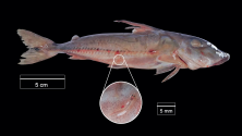 Figure 2. Doras phlyzakion with vampire fish (Paracanthopoma sp.) fixed into its epidermis close to the bony plates of the lateral<br />line. Collected from the Demeni River, left bank tributary of the Negro River, Amazonas State, Brazil.