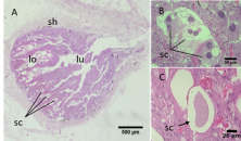 Figure 2   Histological aspects of the axillary gland of Acanthodoras spinosissimus. A - Longitudinal section of the gland; B - Binucleated secretory cells; C - Secretory cell filled with secretory product. sh = gland sheath; lo = lobule; lu = lumen; sc = secretory cell. Staining with Hematoxylin-Eosin. This figure is in color in the electronic version.
