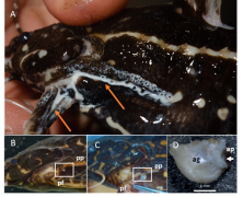 Figure 1   A - Acanthodoras spinosissimus secreting the milky putative poison (arrows); B - Axillary pore (rectangle) of A. spinosissimus, located below the postcleithral process (pp), near the base of the pectoral fin (pf). C - Opened pore (rectangle); D - Axillary gland of a specimen of A. spinosissimus of 90 mm standard length, indicating the position of the axillary pore. pp = postcleithral process; pf = pectoral fin; ag = axillary gland; ap = axillary pore. This figure is in color in the electronic version.