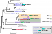 Figure 7<br />Updated schematic representation of the phylogenetic relationships between Harttia species (modified from our formerly published scheme—see ref. [36], based on the molecular data (see ref. [52]), and with plotted cytogenetic characteristics based on previous cytogenetic studies (blue), and the present study (red). Differentiated sex chromosomes are indicated in boxes as follows: X1X2Y (green box), XY1Y2 (light blue box), and XY (pink box). Species listed in the gray box (placed at the bottom-right corner) were cytogenetically investigated but their position in the phylogenetic reconstruction needs yet to be determined. River basins where norther Harttia species occur are highlighted as follows: Xingu (yellow), Tapajós (green), and Tocantins-Araguaia (purple). Asterisks correspond to extra B chromosomes that can be found in H. longipinna karyotype [82].