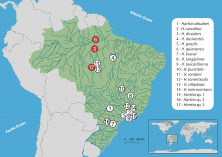 Brazilian territory (green), and the Harttia species cytogenetically analyzed in former reports [34–36,38] (white<br />circles), including the present study (red circles). Each Harttia species is presented by a certain number; the table with the<br />coding system is presented in the white frame on the right.