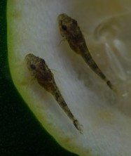 Pseudolithoxus dumus fry on courgette