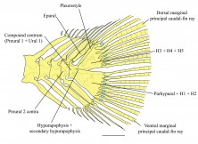 FIGURE 5 Caudal-fin skeleton of Rhyacoglanis rapp-pydanielae, paratype, INPA 7957, 33.3 mm SL, rio Tocantins, state of Pará, Brazil. H1–5 = hypurals 1 to 5. Scale bar = 1 mm.