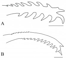 FIGURE 3 Pectoral-fin spine: A. Left, ventral view of Rhyacoglanis rapp-pydanielae, paratype, INPA 7957, 33.3 mm SL, rio Tocantins, state of Pará, Brazil, scale bar = 1 mm; and B. Right, dorsal view of Rhyacoglanis seminiger, holotype, LIRP 12466, 74.2 mm SL, scale bar = 2.0 mm (after Shibatta, Vari, 2017).