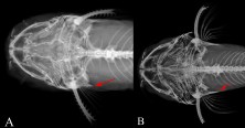 FIGURE 2 Posterior cleithral process (red arrows) of A. Rhyacoglanis rapp-pydanielae, holotype, INPA 8060, 37.5 mm SL, and B. Rhyacoglanis seminiger, holotype, LIRP 12466, 74.2 mm SL.