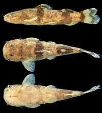 FIGURE 1 Rhyacoglanis rapp-pydanielae, holotype, INPA 8060, 37.5 mm SL, rio Tocantins, state of Pará, Brazil.