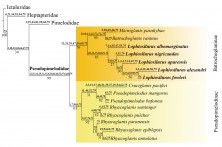 FIGURE 12 |   Resampled tree (CI = 63; RI = 76; length (best score) = 148.87) of Pseudopimelodidae derived from combined 75 characters matrix data set, with synapomorphies above and support values (symmetric resampling) under the branches. Pseudopimelodidae subfamilies names according to Silva et al., (2021).