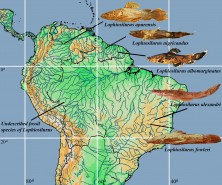 FIGURE 1 |   Geographic distribution of Lophiosilurus species. Lophiosilurus apurensis, MZUEL 6492, 189.7 mm SL, Apure river basin, Venezuela; L. nigricaudus, INPA 21632, 58.1 mm SL, Sipaliwini river basin, Suriname; L. albomarginatus, ROM 61336, 88.4 mm SL, Tukeit river basin, Guyana; L. alexandri, MZUEL 5377, 157.8 mm SL, São Francisco river basin, Brazil; L. fowleri, FMNH 54254, holotype, 301.4 mm SL, São Francisco river basin, Brazil.