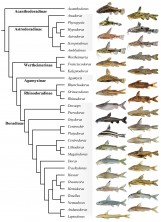 FIGURE 4 |   Phylogenetic relationships among all genera and subfamilies of Doradidae inferred from Maximum Parsimony analysis of rag1, 16s and co1 DNA sequence data (strict consensus of 144 most parsimonious trees, each with 9235 steps).