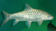 Mahseer Tor progenius.JPG