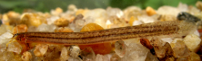 Listrura menezesi, new species