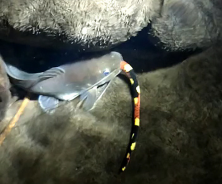 Fig. 2. An unidentified coralsnake (Micrurus sp.) being ingested by a Pale Catfish (Rhamdia guatemalensis). Photograph by Jason Ugalde.
