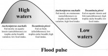 FIGURE 6: Infographic summarizing the feeding ecology of Auchenipterus nuchalis and Tocantinsia piresi from the Xingu River, Eastern Amazon, Brazil