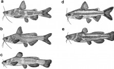 Figure 6. Five patterns of body coloration within Chinese species of Tachysurus. a Tachysurus sinensis; b T. vachellii; c T. gracilis; d T. argentivattus; e T. trillineatus