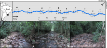 Fig. 1 Geographical location of the study site and schematic representation of the sampling design at Escangalhado stream (Maquiné river basin, southern Brazil). Dashed rectangles represent the 20-m sampling sections. Black arrow indicates stream flow direction. A: Uppermost sampling section (Sect. 10). B: An intermediate section (Sect. 6). C: The lowermost sampling section (Sect. 1). Sampling was performed in upstream direction (from Sect. 1 to 10). Geographic coordinates of Sect. 1 (29.5671° S, 50.2854° W) and Sect. 10 (29.5703° S; 50.2893° W)