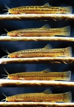 Fig. 7. Live paratypes of Trichomycterus araxa sp. nov., UFRJ 7030, left lateral view: A. 40.6 mm SL; B. 39.3 mm SL; C. 53.7 mm SL; D. 45.8 mm SL; E. 45.8 mm SL.