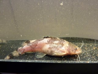 P1000619.1.JPG