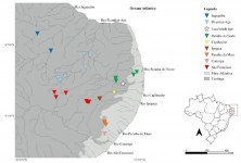 Figura 1 – Mapa de distribuição das linhagens de P. jumbo nas drenagens do Nordeste do Brasil.