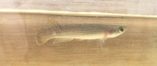 A killifish