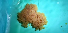 Ancistrus egg mass