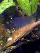 Pleco_08202022_c.jpg