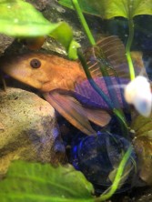 Pleco_08202022_e.jpg