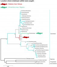 Figure 3. The ML tree generated using the catfish COI sequences. Highlighted in red are the COI sequences of the widehead catfish collected from the Galana river. Highlighted in green are COI sequences corresponding to widehead catfish collected in the Amambra river, Nigeria.