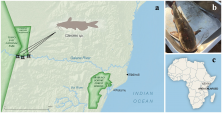 Figure 1. Locations where samples were collected. (A) Map showing were the fish were collected in South East Kenya. (B) Photograph of one of the widehead catfish provided by the scouts. (C) Map highlighting the location of the region shown in (A) on the African continent. Map generated using QGIS3.6 (https://qgis.org/en/site/forusers/download.html).