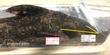 Snout length/Head length in yellow. Postcleithral process outlined in blue dots; postcleithral depth and length marked in red. Green is my guess on the 5th midlateral scute margins.