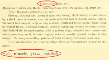 Eigenmann etymology of Myoglanis.png