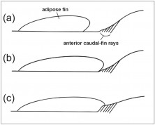 Figure 2. Schematic representation of the different degrees of proximity and connection between the adipose and caudal fins in Heptapterini. a. Adipose and caudal fins widely separate, as in Imparfinis piperatus, for instance; b. Adipose fin reaching the caudal fin, but not connecting to it (i.e., connective tissue in which dorsal procurrent caudal-fin rays are imbedded is not contiguous with connective tissue forming the adipose fin), as in Chasmocranus longior, for instance; c. Adipose fin connecting with caudal fin (i.e., connective tissue in which dorsal pro-current caudal-fin rays are imbedded is clearly contiguous with connective tissue forming the adipose fin), as in Heptapterus.