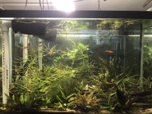 Looking through 3 tanks