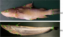 Location of 14 Landmarks refer to 1. anterior tip of snout at upper jaw 2. most posterior aspect of neurocranium (beginning of scaled nape) 3. origin of dorsal fin 4. end of dorsal fin 5. anterior attachment of dorsal membrane from caudal fin 6. posterior end of vertebral column 7. anterior attachment of ventral membrane from caudal fin 8. end of anal fin 9. origin of anal fin 10. insertion of pelvic fin 11. insertion of pectoral fin 12. ventral edge of the operculum 13. posterior end of eye 14. anterior end of eye (a: catfish with dorsal and adipose fin both, b: catfish with only dorsal fin)