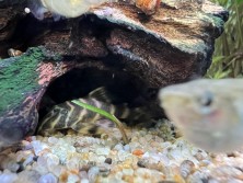 Pleco 2