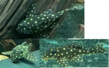 l007pleco.jpg